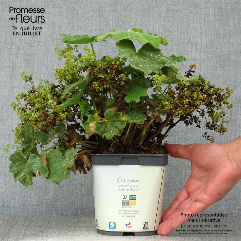 Esemplare di Alchemilla mollis Thriller Vaso da 2L/3L consegnato in estate