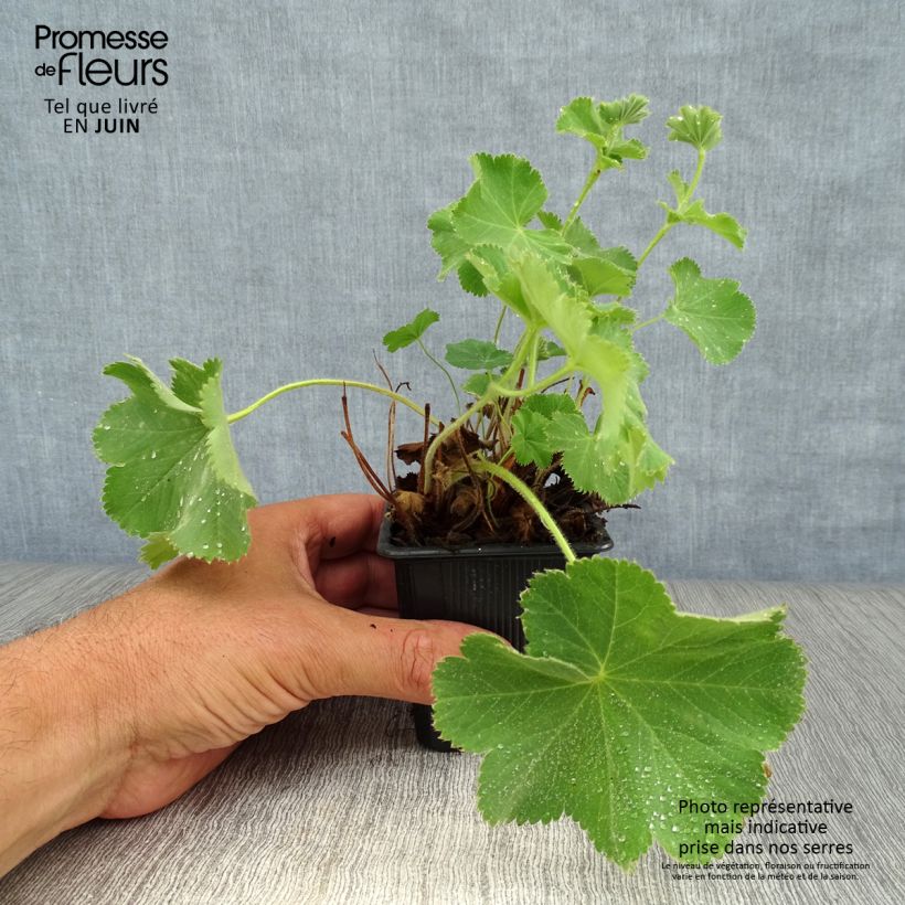 Esemplare di Alchemilla mollis Vasetto da 8/9 cm consegnato in estate
