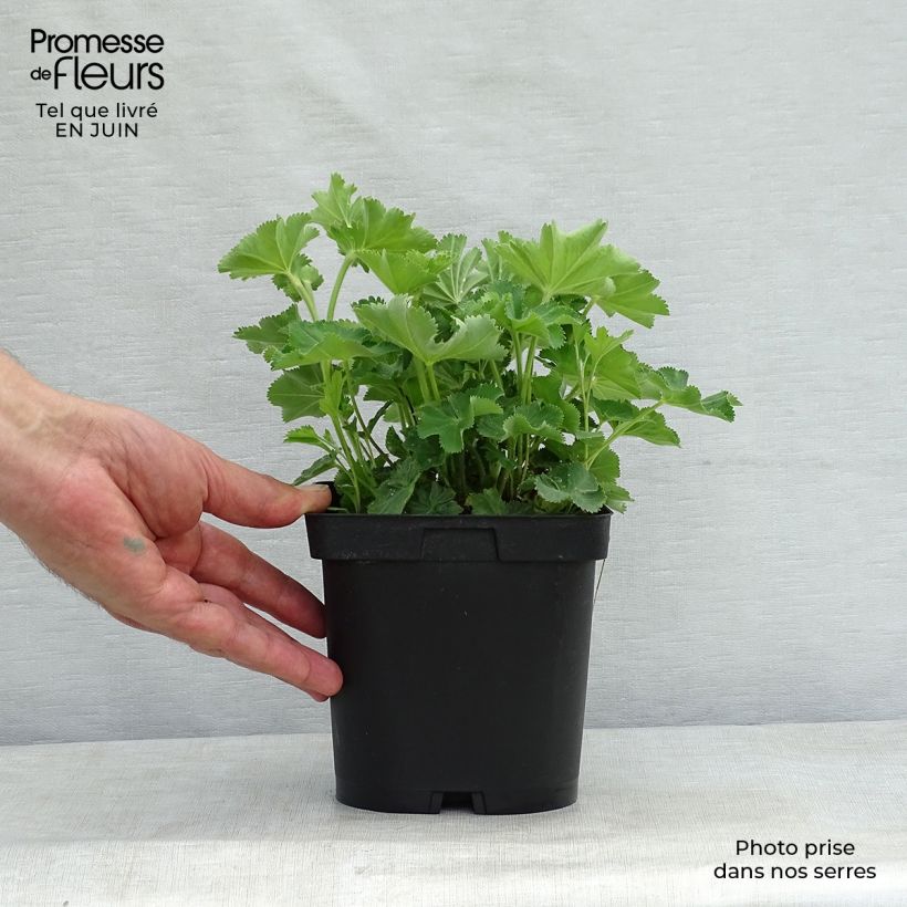 Esemplare di Alchemilla mollis Vaso da 2L/3L consegnato in estate