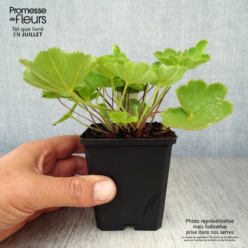 Esemplare di Alchemilla vulgaris Vasetto da 8/9 cm consegnato in estate