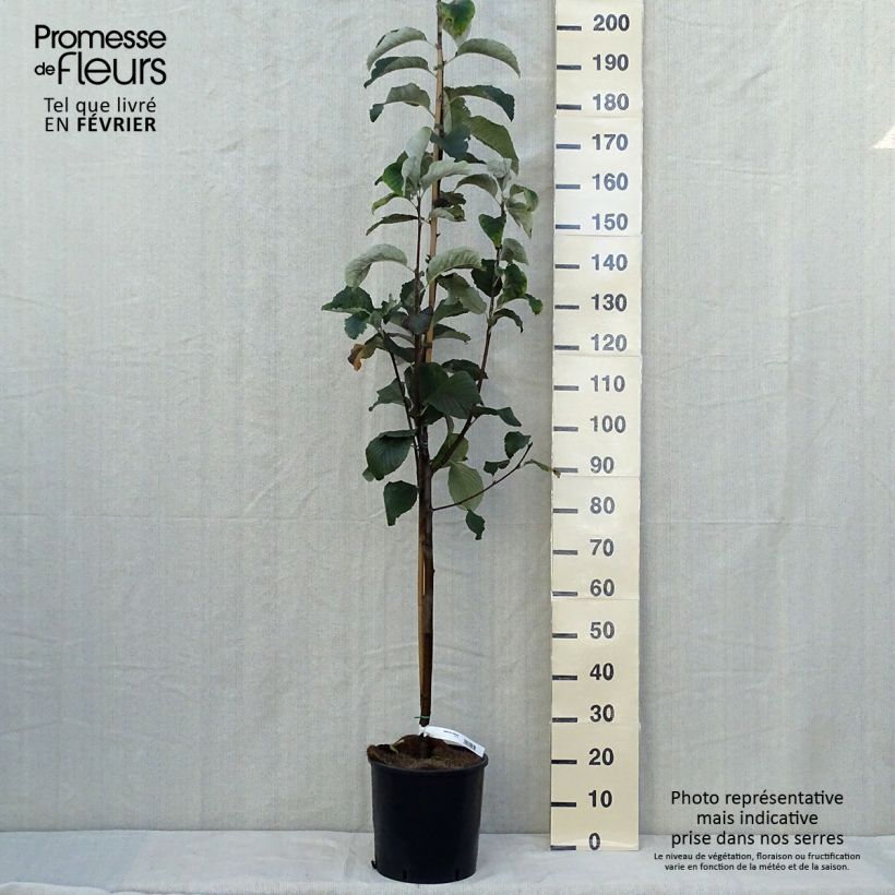 Esemplare di Sorbus aria Lutescens - Sorbo montano Vaso da 12L/15L come consegnato in autunno