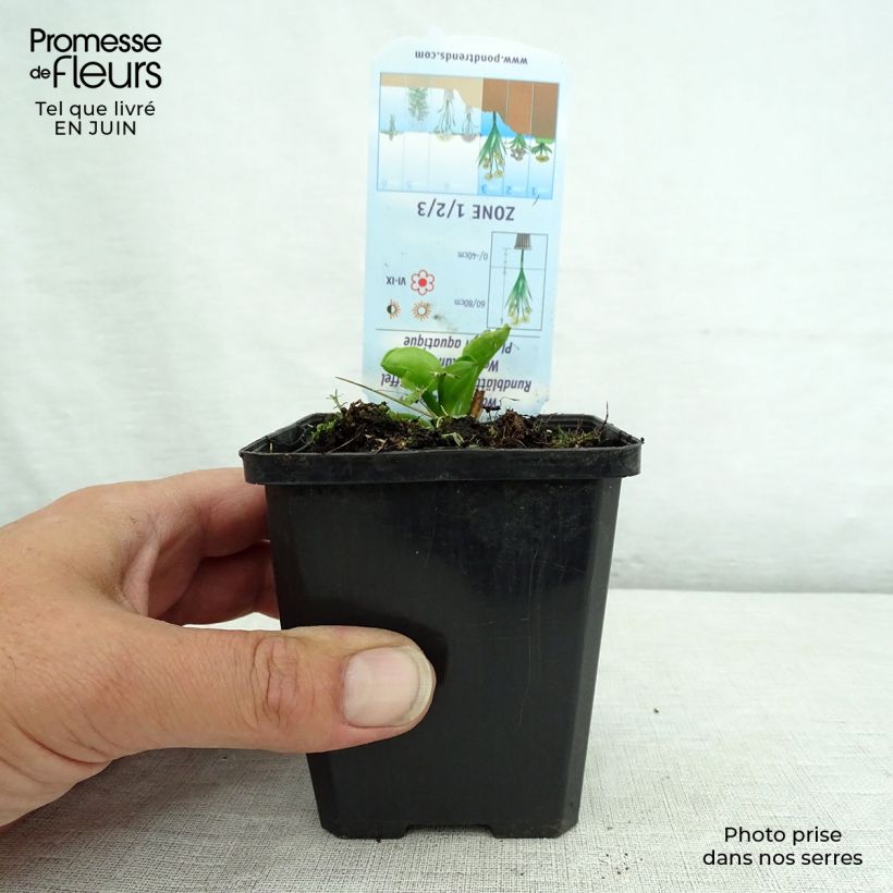 Esemplare di Alisma parviflora Vasetto da 8/9 cm consegnato in estate