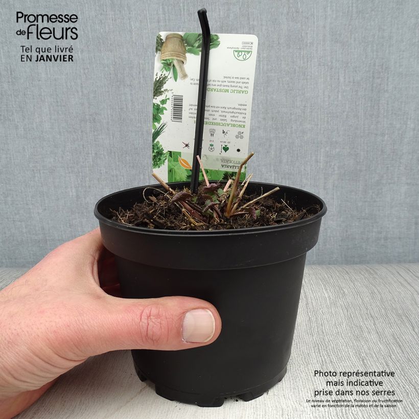 Alliaria petiolata - Alliaria comune Vaso da 1,5L/2L esemplare consegnato in inverno