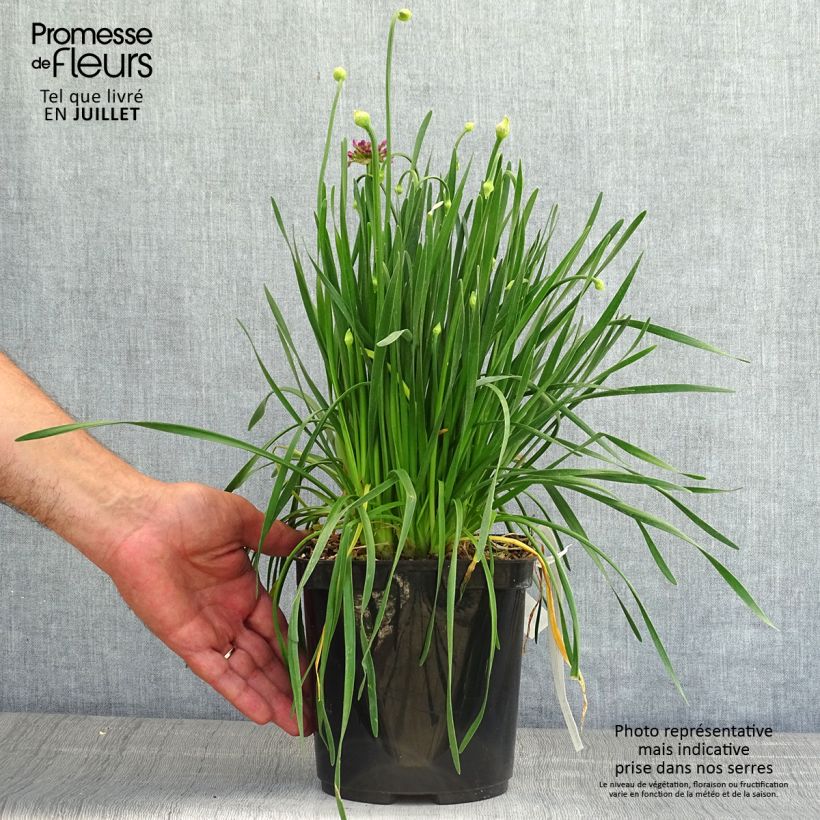 Esemplare di Allium Millenium - Aglio ornamentale Vaso da 2L/3L consegnato in estate