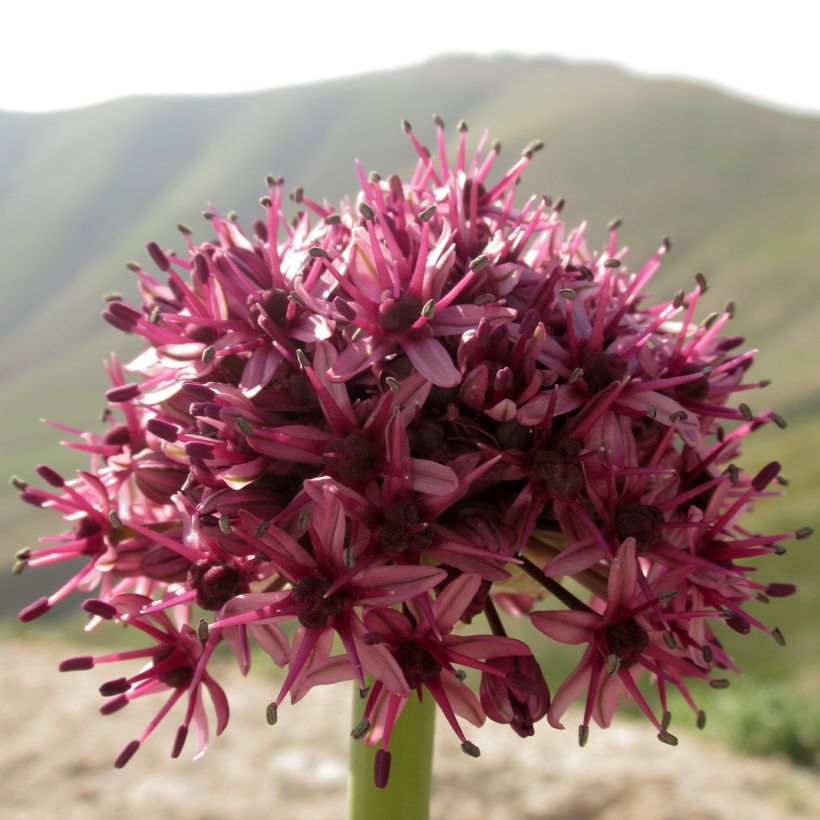 Allium aschersonianum - Aglio ornamentale (Fioritura)