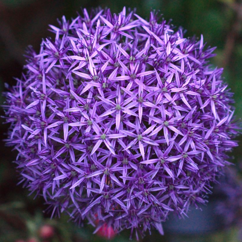 Allium Mars - Aglio ornamentale (Fioritura)