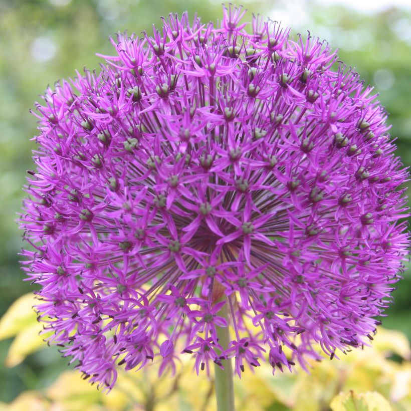 Allium rosenbachianum - Aglio ornamentale (Fioritura)