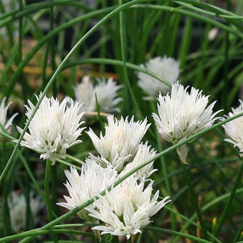 Erba cipollina Corsican White (Fioritura)