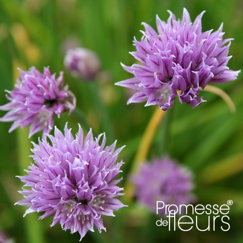 Erba cipollina Rising Star (Fioritura)