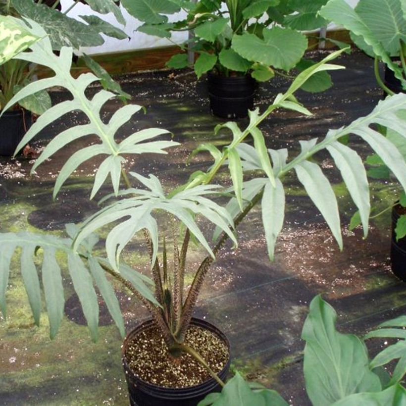 Alocasia brancifolia - Orecchie d'Elefante (Porto)