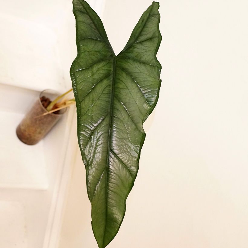 Alocasia Dragon's Breath - Orecchie d'Elefante (Fogliame)