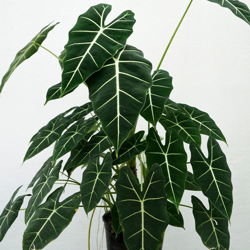 Alocasia Frydek - Orecchie d'Elefante (Porto)