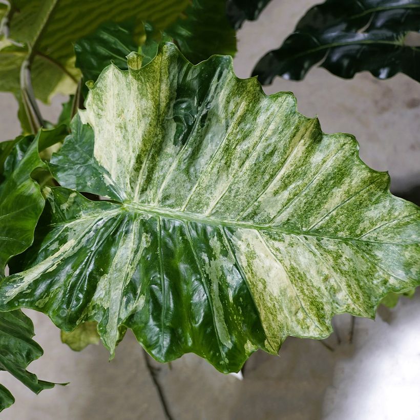 Alocasia Hualong - Orecchie d'Elefante (Fogliame)