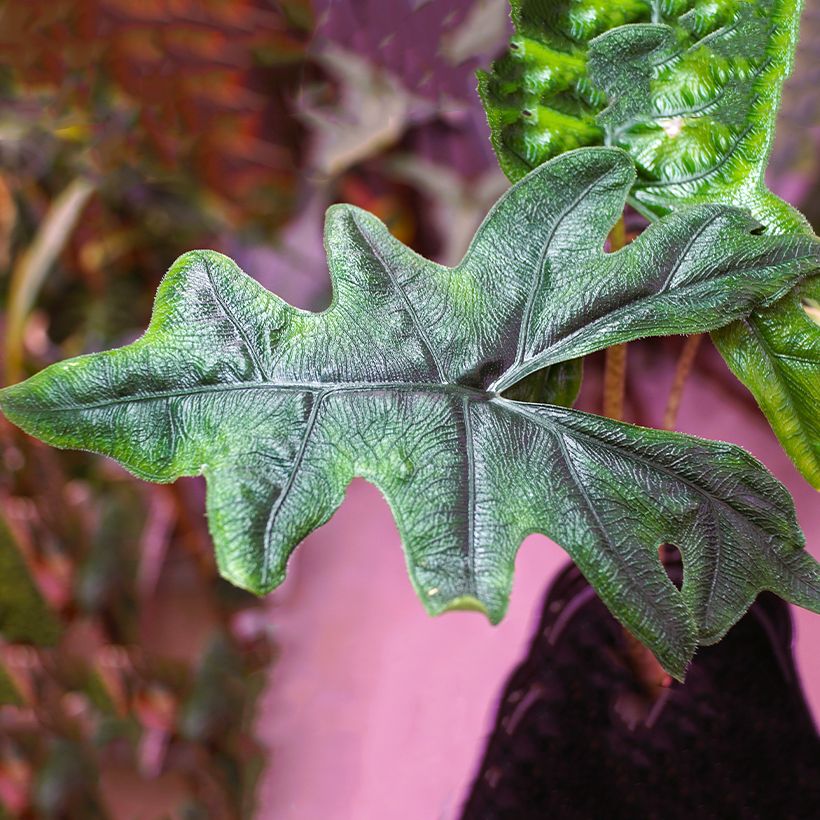 Alocasia Jacklyn - Orecchie d'Elefante (Fogliame)