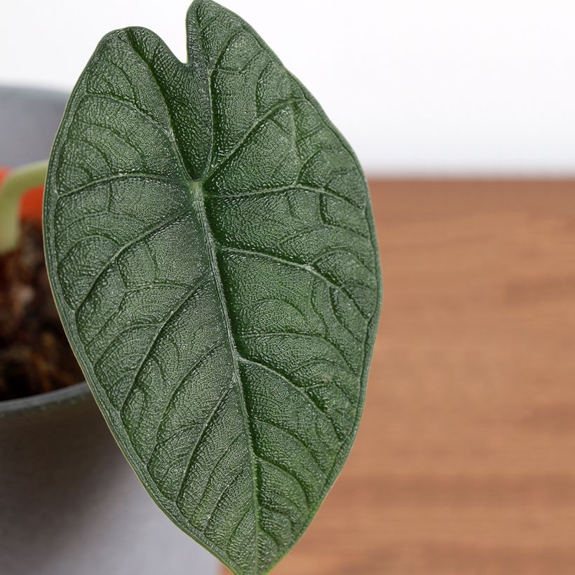Alocasia melo -  Orecchie d'Elefante (Fogliame)