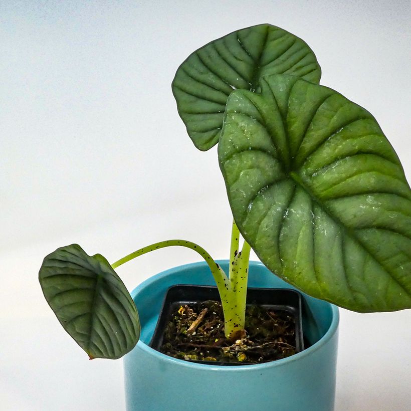 Alocasia nebula - Orecchie d'Elefante (Fogliame)