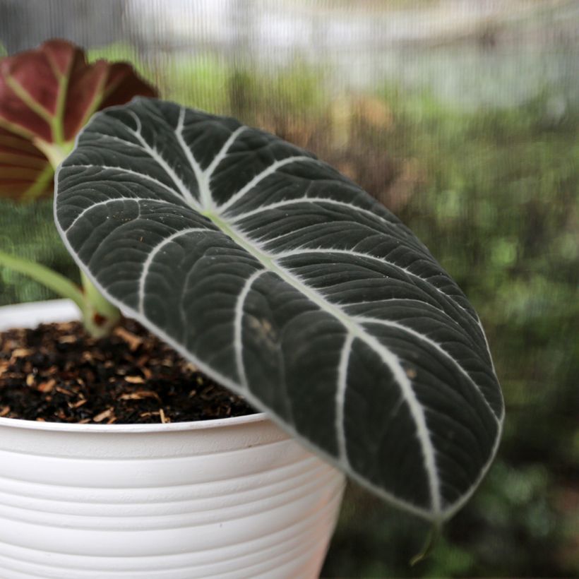 Alocasia Ninja - Orecchie d'Elefante (Fogliame)