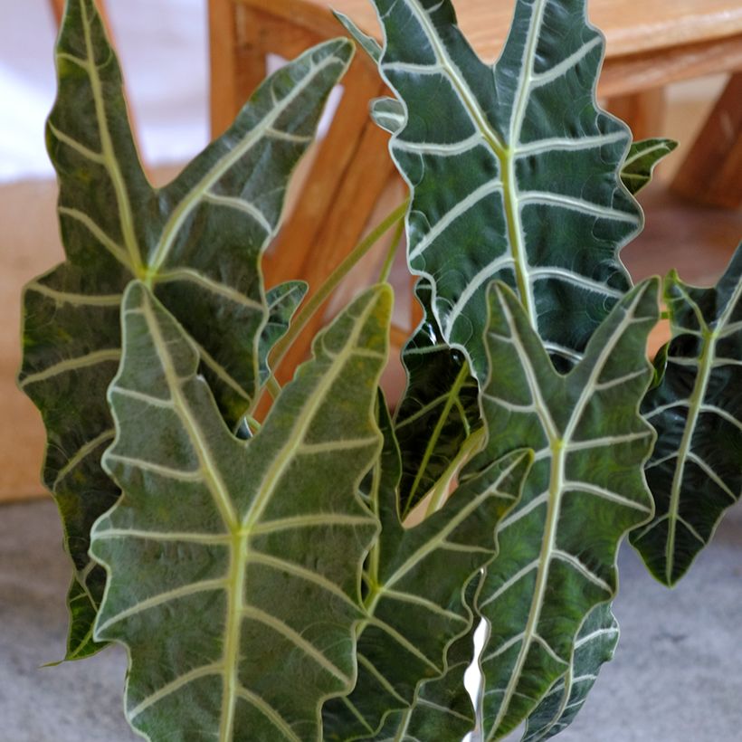 Alocasia Polly - Orecchie d'Elefante (Fogliame)