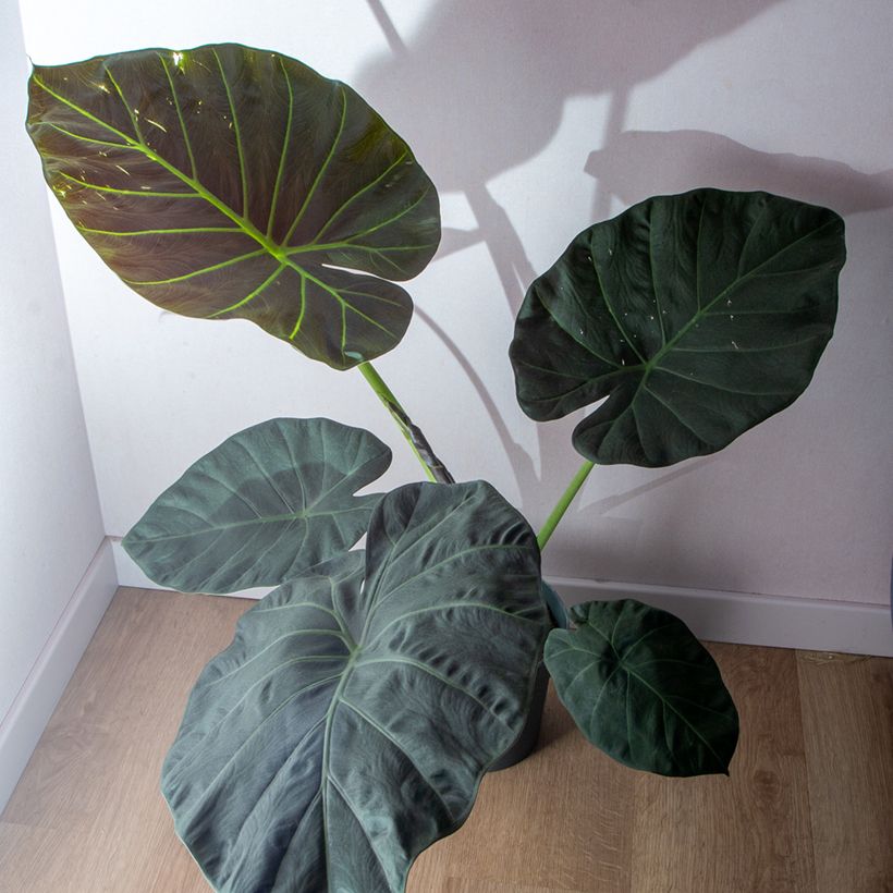Alocasia Regal Shields - Orecchie d'Elefante (Porto)