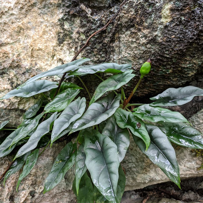 Alocasia reversa - Orecchie d'Elefante (Porto)