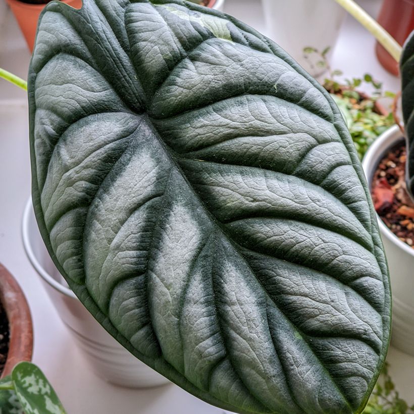 Alocasia Silver Dragon - Orecchie d'Elefante (Fogliame)