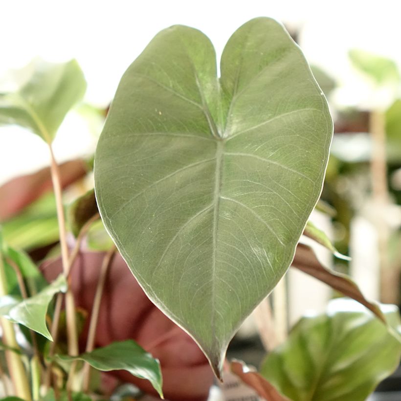 Alocasia Yucatan Princess - Orecchie d'Elefante (Fogliame)