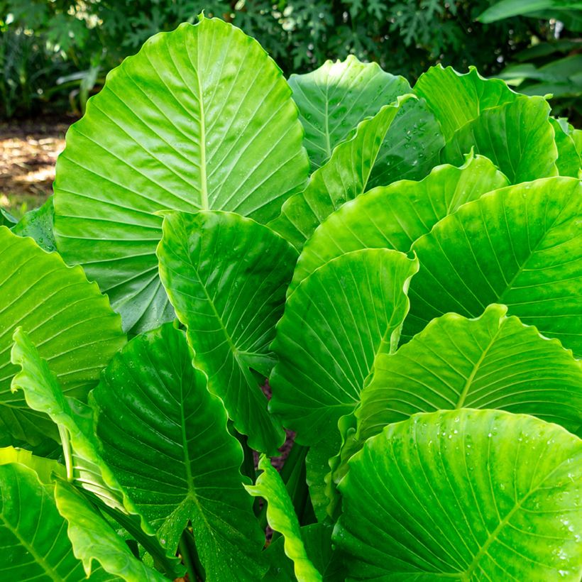 Alocasia California - Orecchie d'Elefante (Fogliame)
