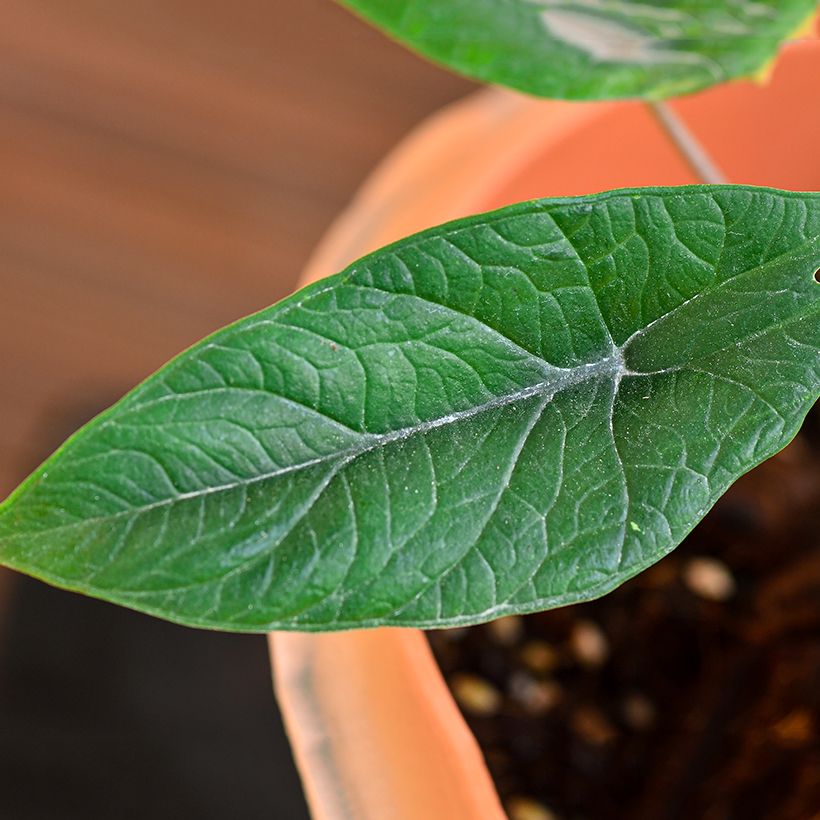 Alocasia scalprum - Orecchie d'Elefante (Fogliame)