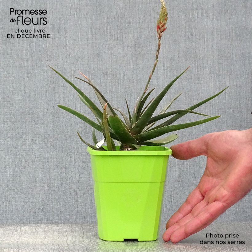 Aloe Safari Sunrise Vaso da 1L/1,5L esemplare consegnato in inverno
