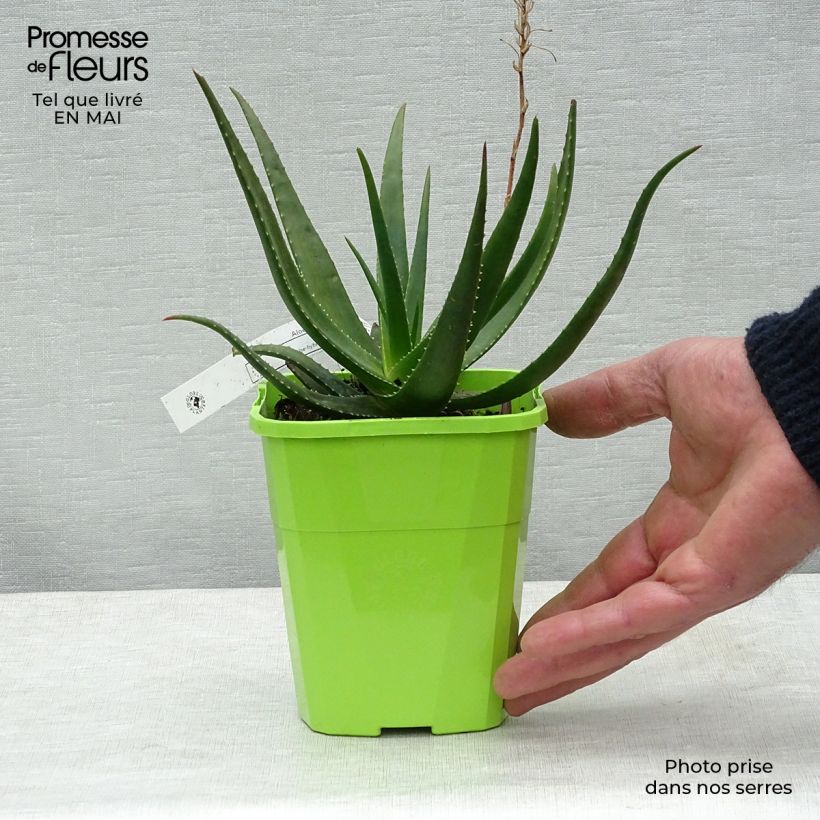 Aloe Safari Sunrise Vaso da 1L/1,5L esemplare consegnato in primavera