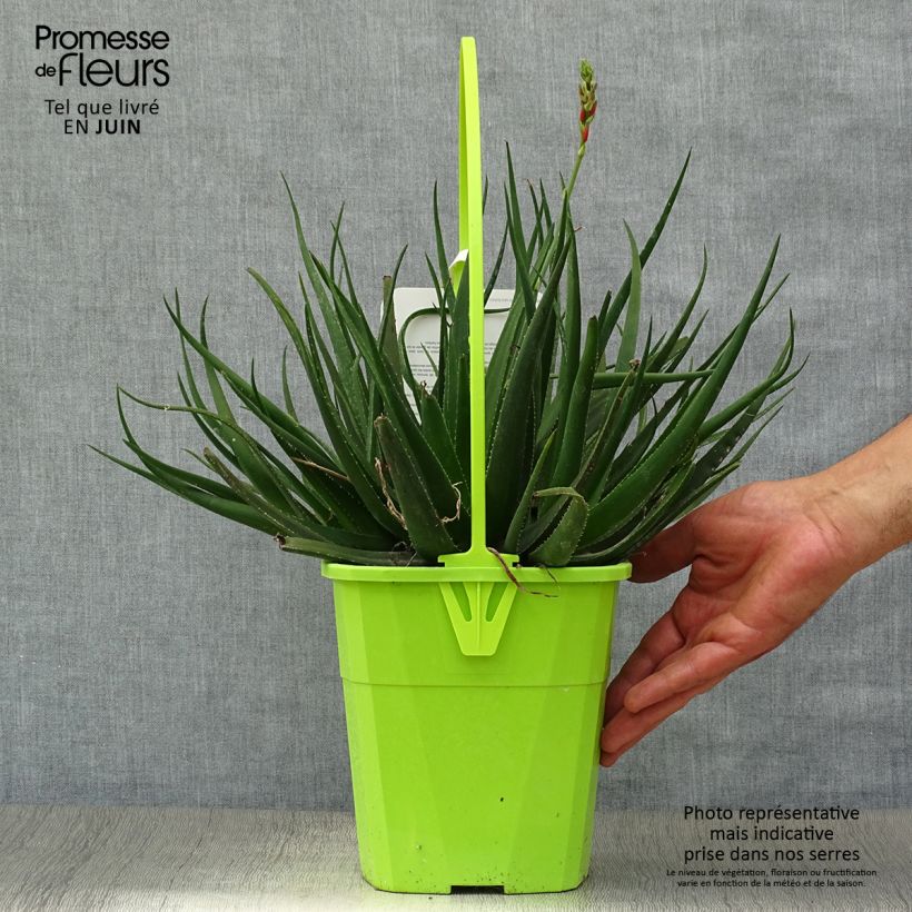 Esemplare di Aloe Safari Sunrise Vaso da 3L/4L consegnato in estate