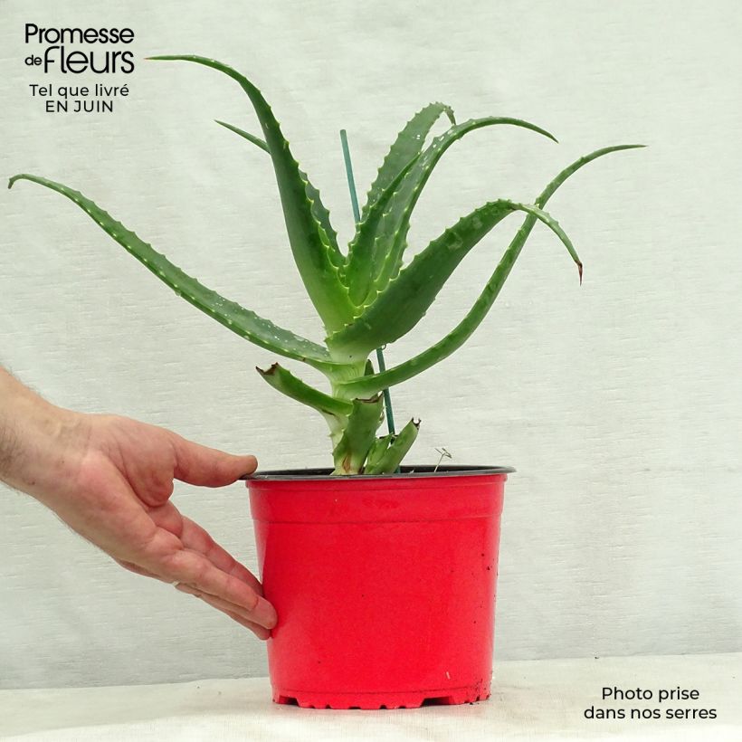 Esemplare di Aloe arborescens Vaso da 2L/3L consegnato in estate