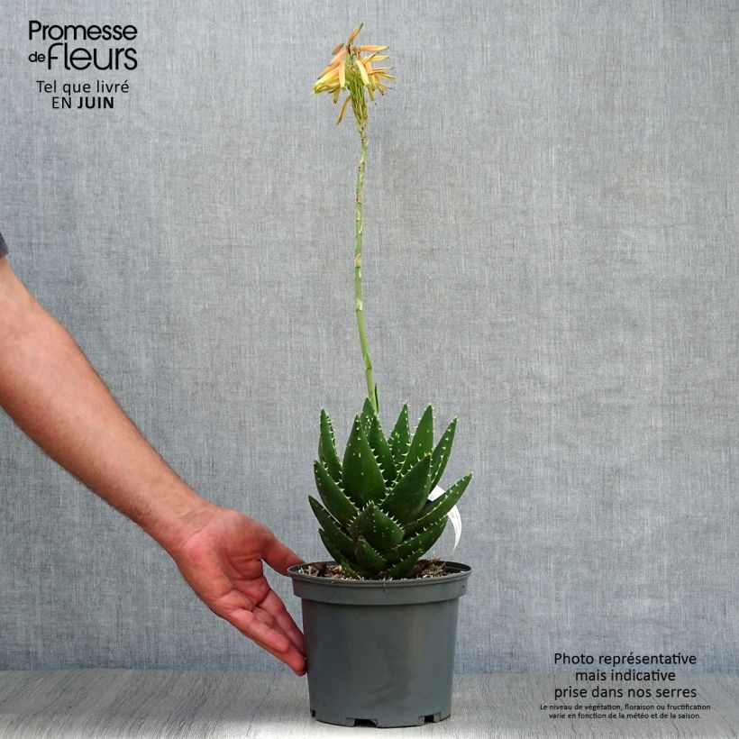 Esemplare di Aloe brevifolia Vaso da 2L/3L consegnato in estate