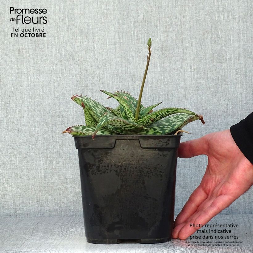 Esemplare di Aloe harlana Vaso da 3L/4L come consegnato in autunno