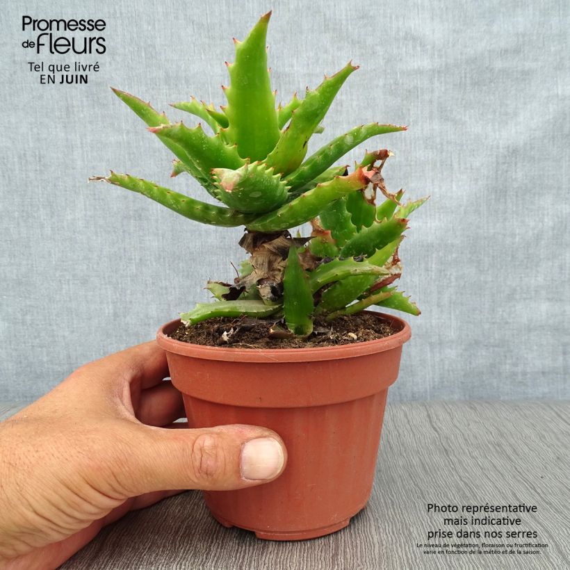 Esemplare di Aloe morogoroensis Vaso da Ø 12 cm / 13 cm consegnato in estate