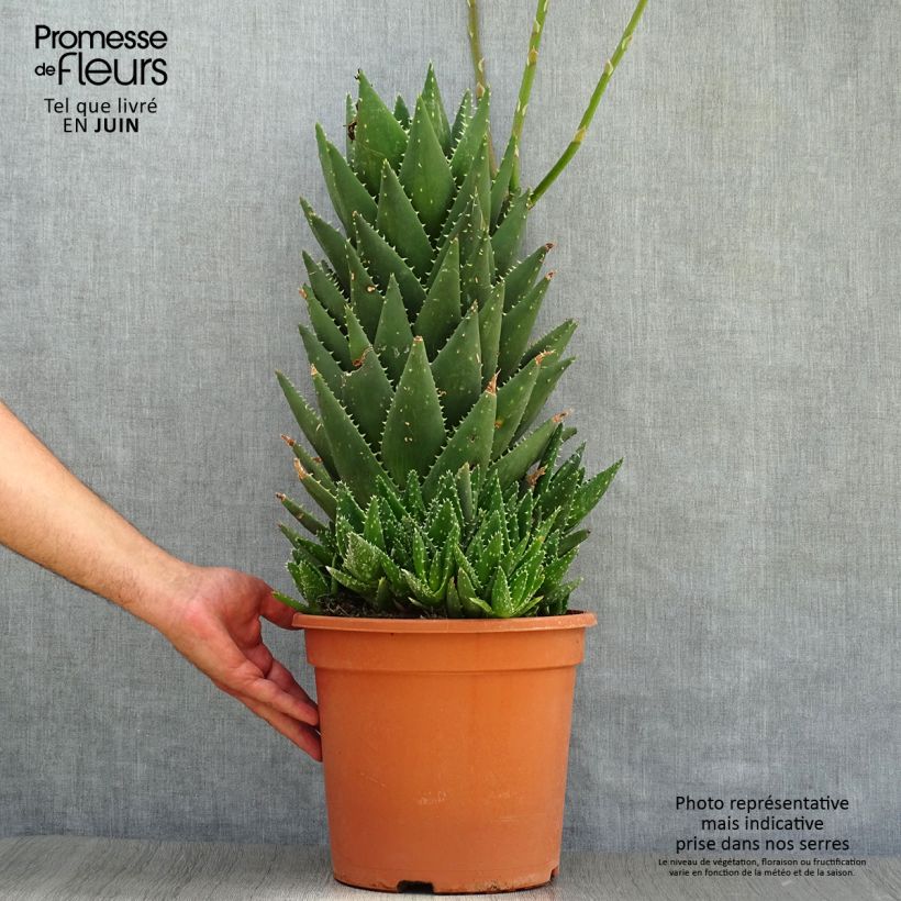 Esemplare di Aloe perfoliata Vaso da 7,5L/10L consegnato in estate