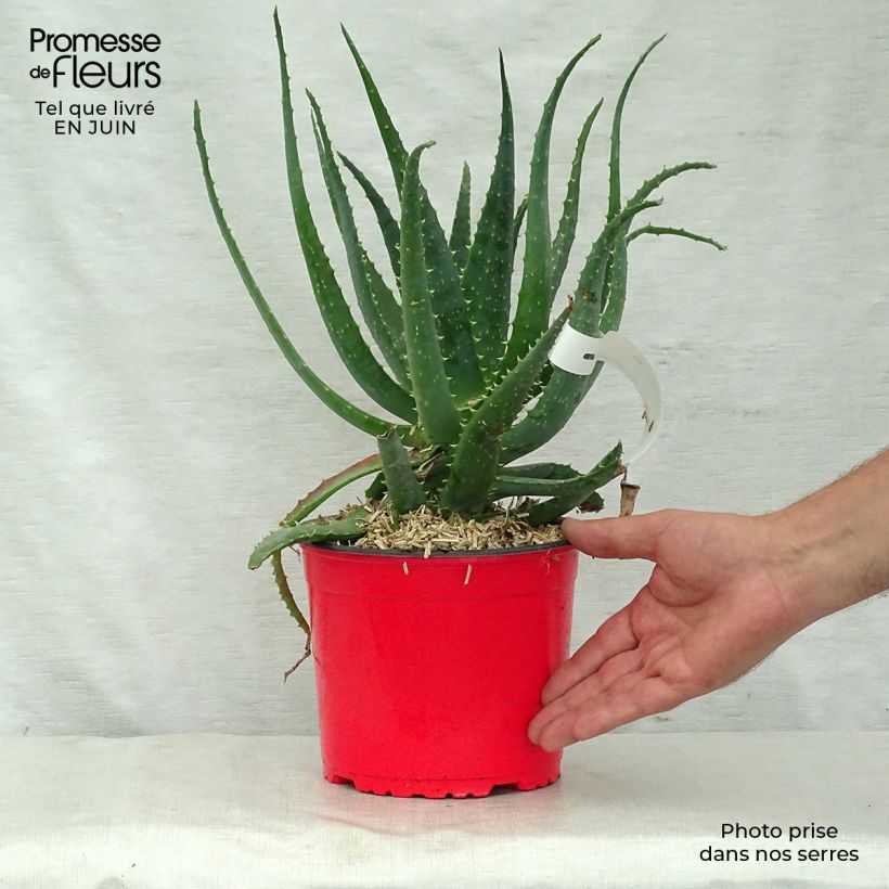 Esemplare di Aloe spinosissima Vaso da 2L/3L consegnato in estate
