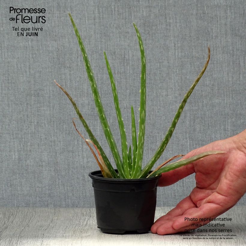 Esemplare di Aloe vera - Aloe delle Barbados Vasetto da 7/8 cm consegnato in estate