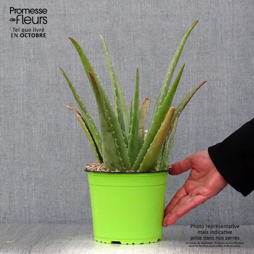 Esemplare di Aloe vera - Aloe delle Barbados Vaso da 2L/3L come consegnato in autunno
