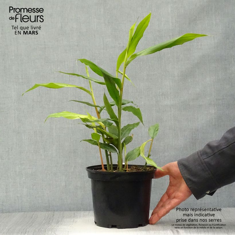 Alpinia galanga - Galanga Vaso da 2L/3L esemplare consegnato in primavera
