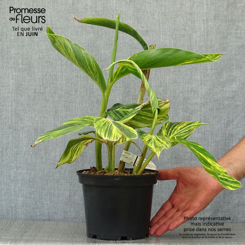 Esemplare di Alpinia zerumbet Variegata - Giglio rosa di porcellana Vaso da 2L/3L consegnato in estate