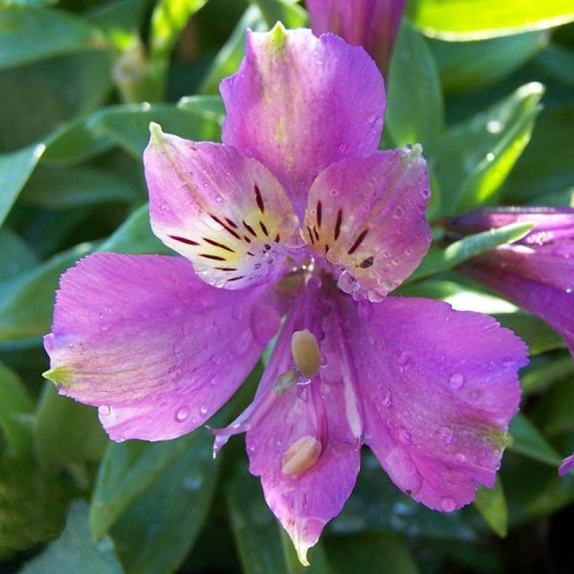 Alstroemeria Inca Lake (Fioritura)
