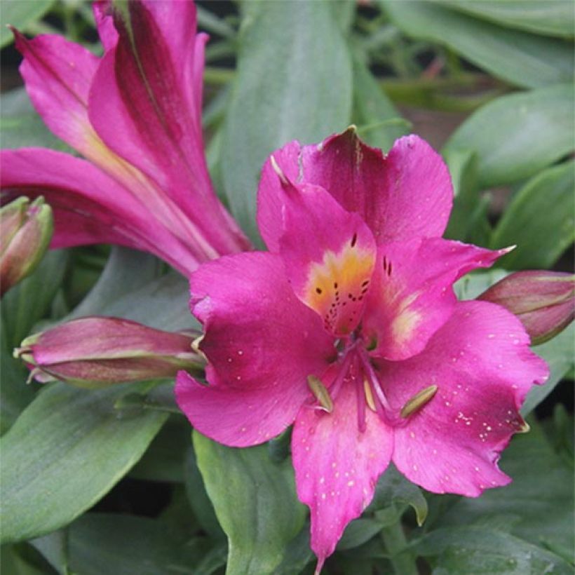 Alstroemeria Inca Yuco (Fioritura)
