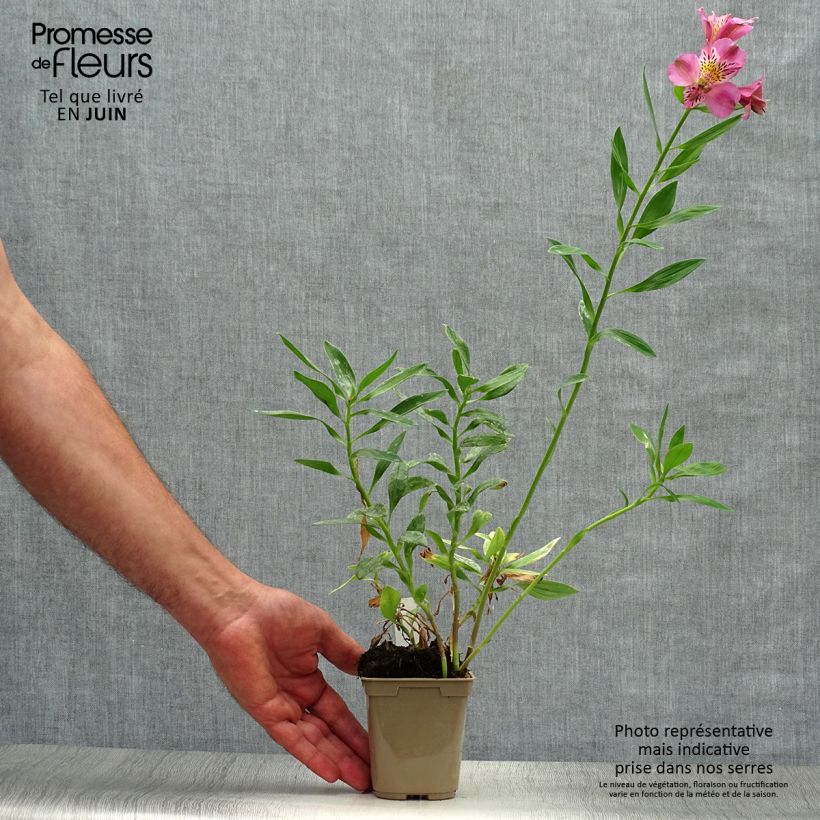Esemplare di Alstroemeria Duc d'Anjou Charles Vasetto da 8/9 cm consegnato in estate