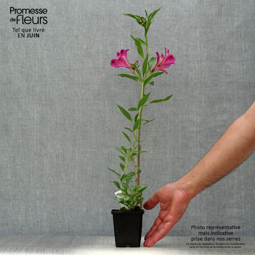 Esemplare di Alstroemeria Duc d'Anjou Edouard Vasetto da 8/9 cm consegnato in estate