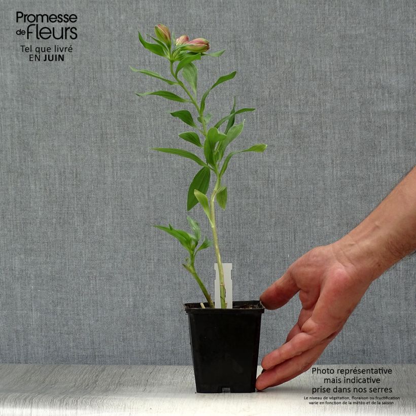 Esemplare di Alstroemeria Duc d'Anjou François Vasetto da 8/9 cm consegnato in estate