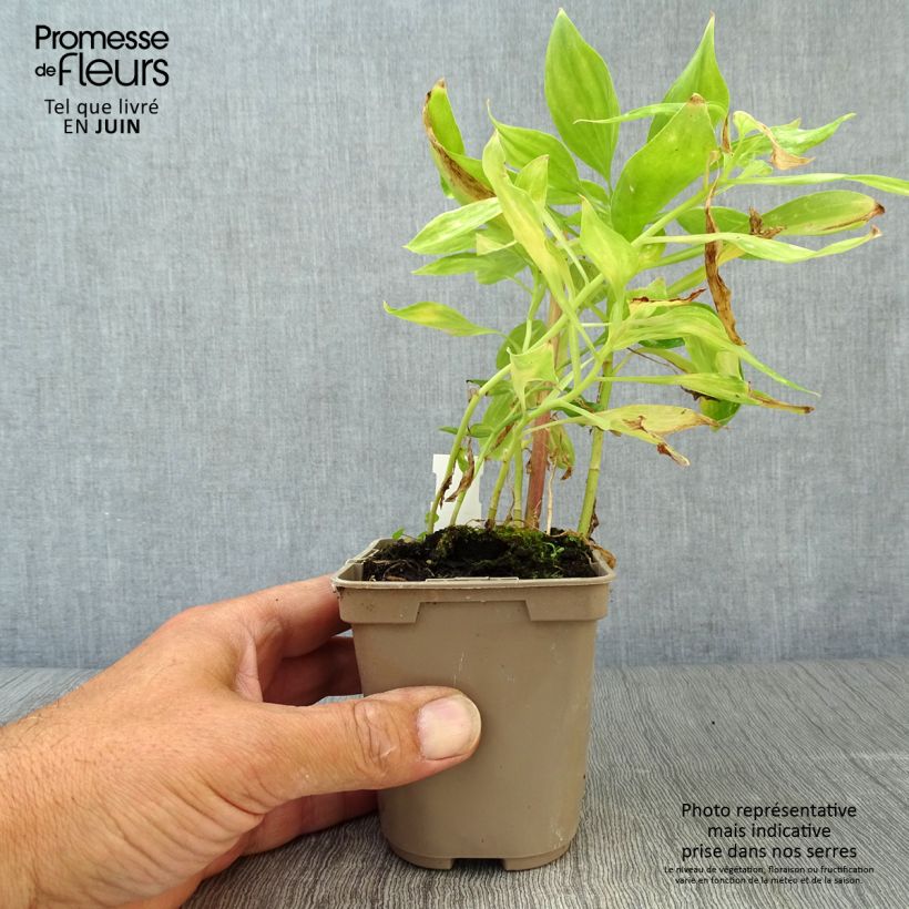 Esemplare di Alstroemeria Duc d'Anjou Jean Vasetto da 8/9 cm consegnato in estate