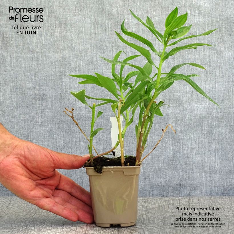 Esemplare di Alstroemeria Duc d'Anjou Nicolas Vasetto da 8/9 cm consegnato in estate