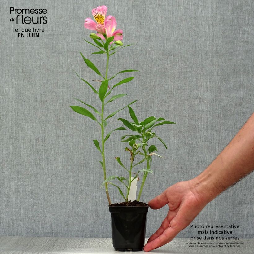 Esemplare di Alstroemeria Duc d'Anjou Pierre Vasetto da 8/9 cm consegnato in estate