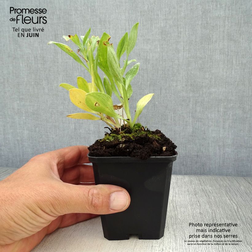 Esemplare di Alstroemeria Duc d'Anjou William Vasetto da 8/9 cm consegnato in estate